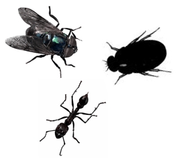 insekter